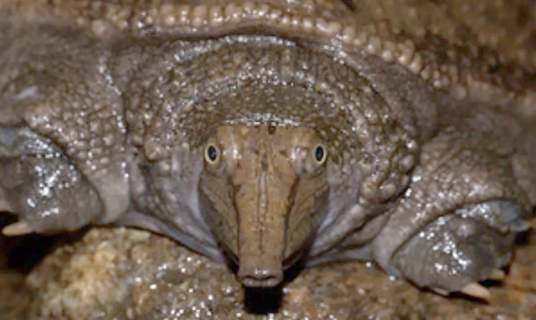 深入了解山瑞鳖:一种独特的水生生物