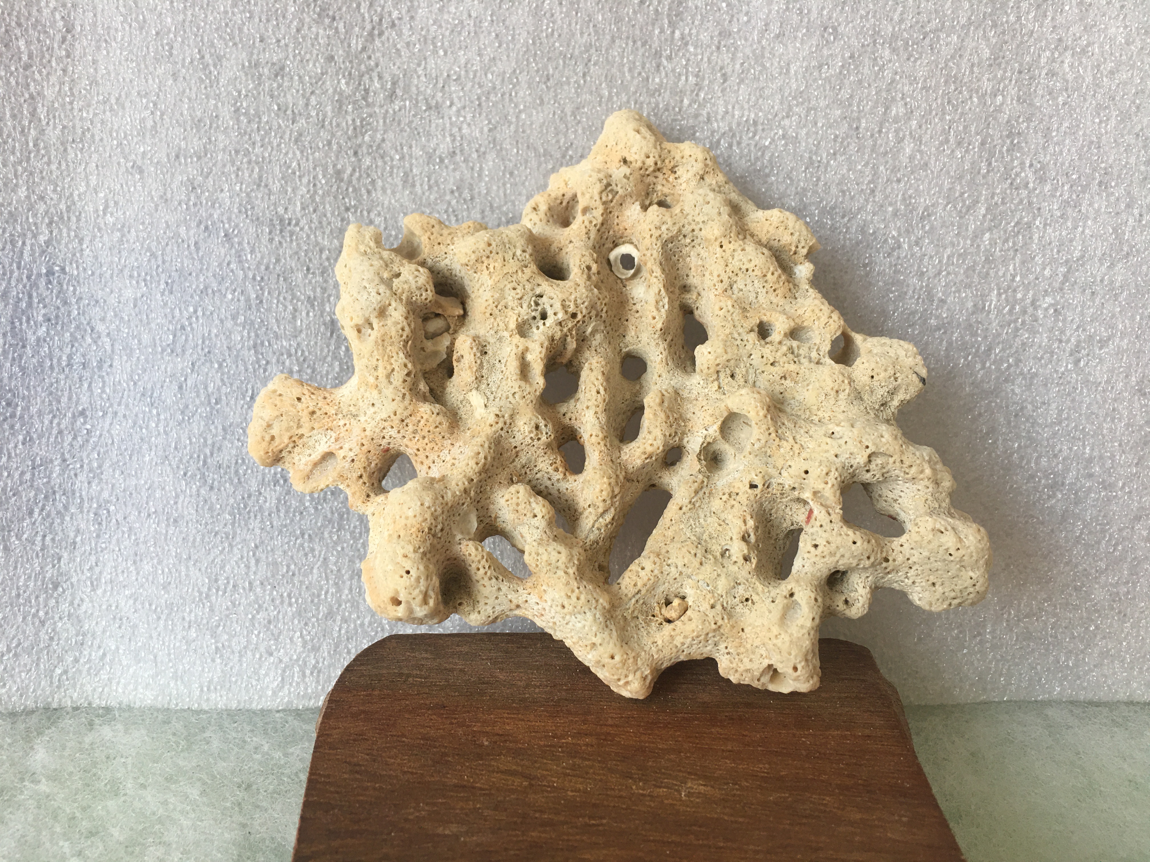 风氏文玩收藏馆:来自大海的瑰宝