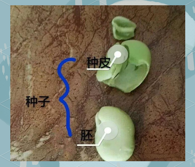 多种种子的内部结构与比较