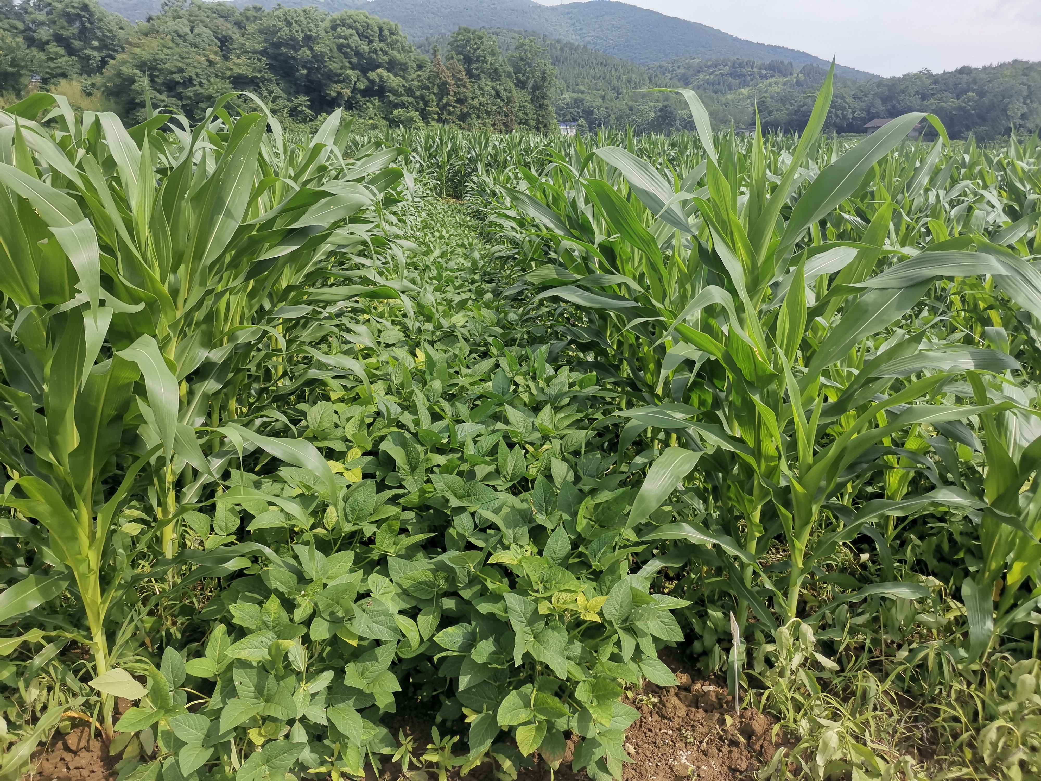 湖南推广大豆玉米带状复合种植110余万亩 示范片预计增产逾8%