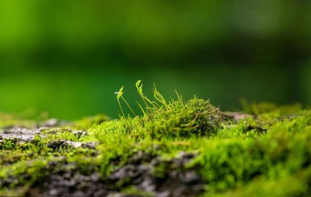 好看更旺宅的生命之树世界太大送你一寸美景