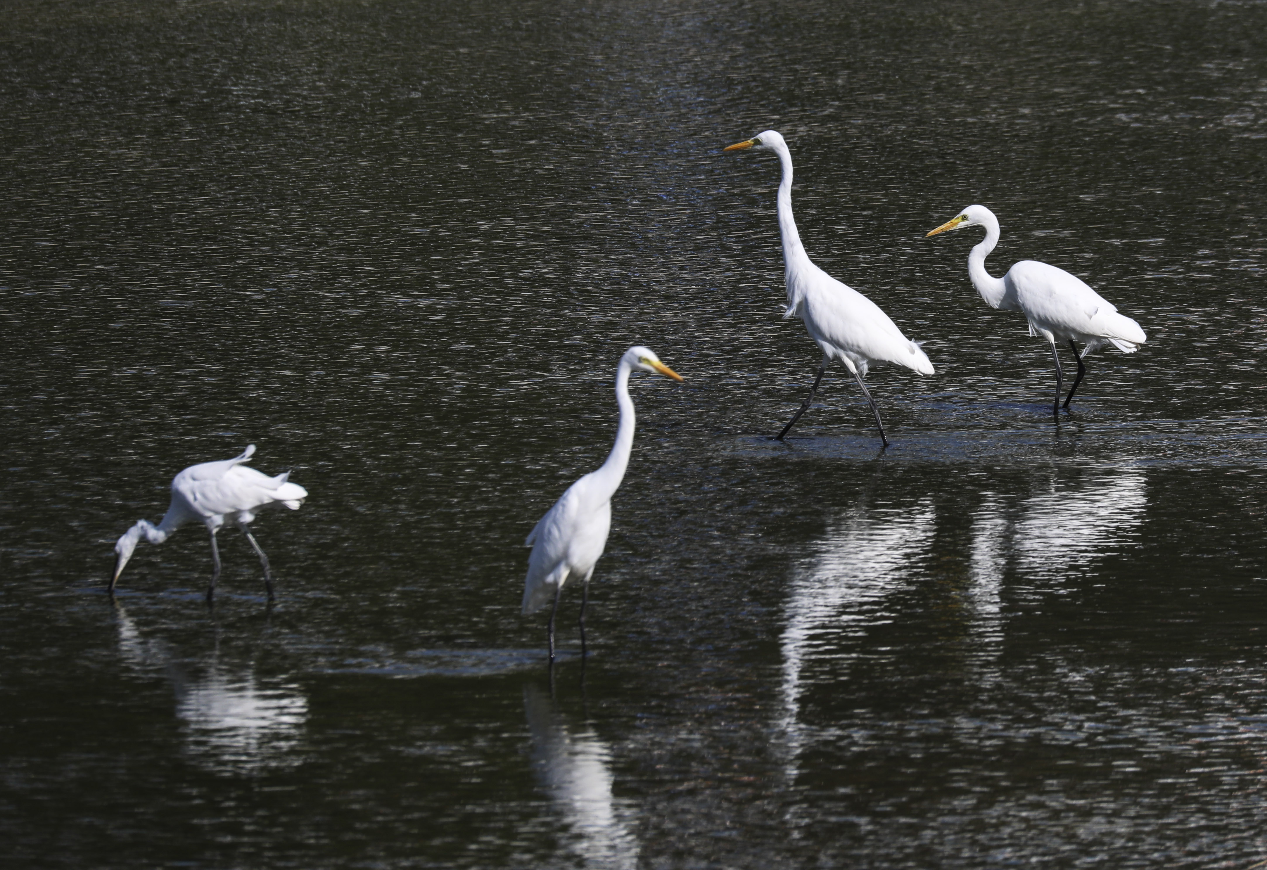 驻足张家口清水河 看白鹭翩翩起舞