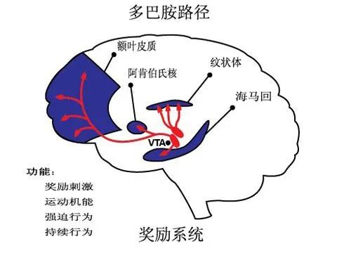 人中脑边沿的多巴胺系统主管"奖赏机制"