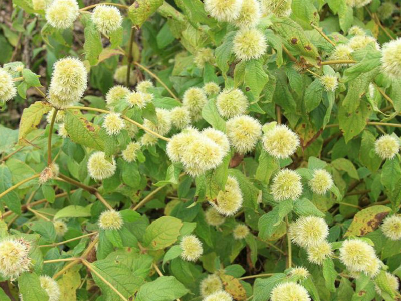 认识中国的植物之八——川牛膝