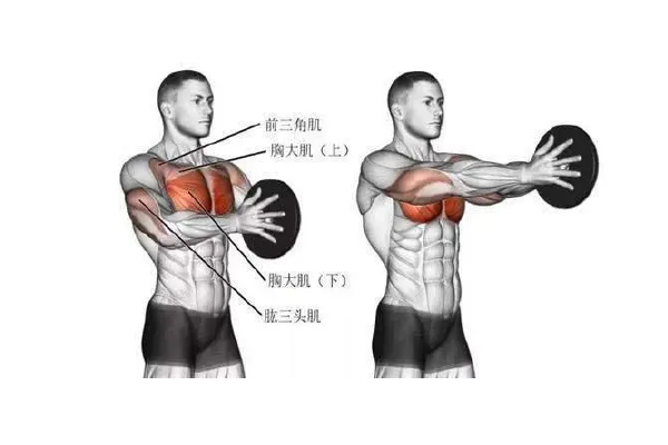 练下胸肌的动作有哪些