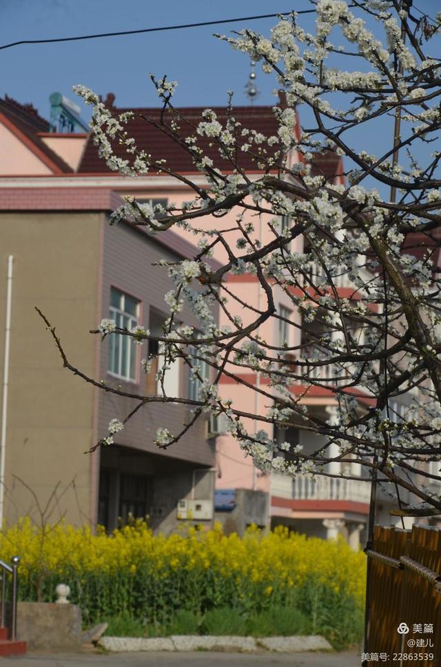 桐乡市梧桐街道桃园村行,摄槜李花