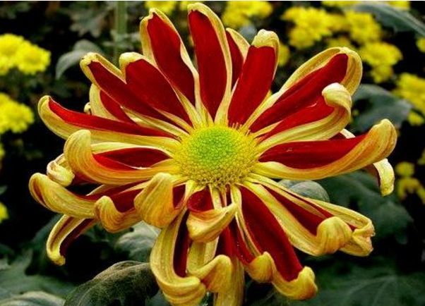 帅旗,名贵菊花之一,花朵犹如飘扬的旗帜