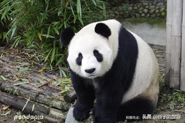 大熊猫龙古家族,一脉单传,成员不多,稳定输出美貌!