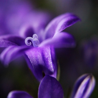 紫色头像 花草图片