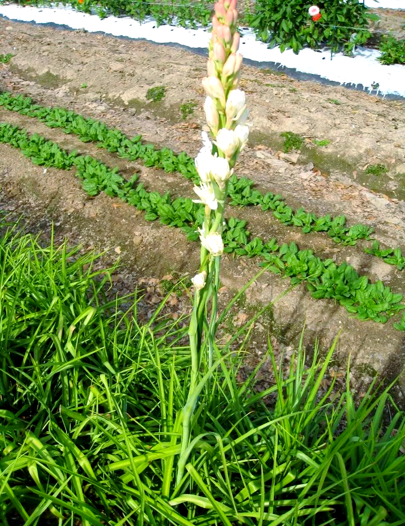 晚香玉:一种独特鳞茎花卉,夜晚花香四溢,花朵可高达一米多