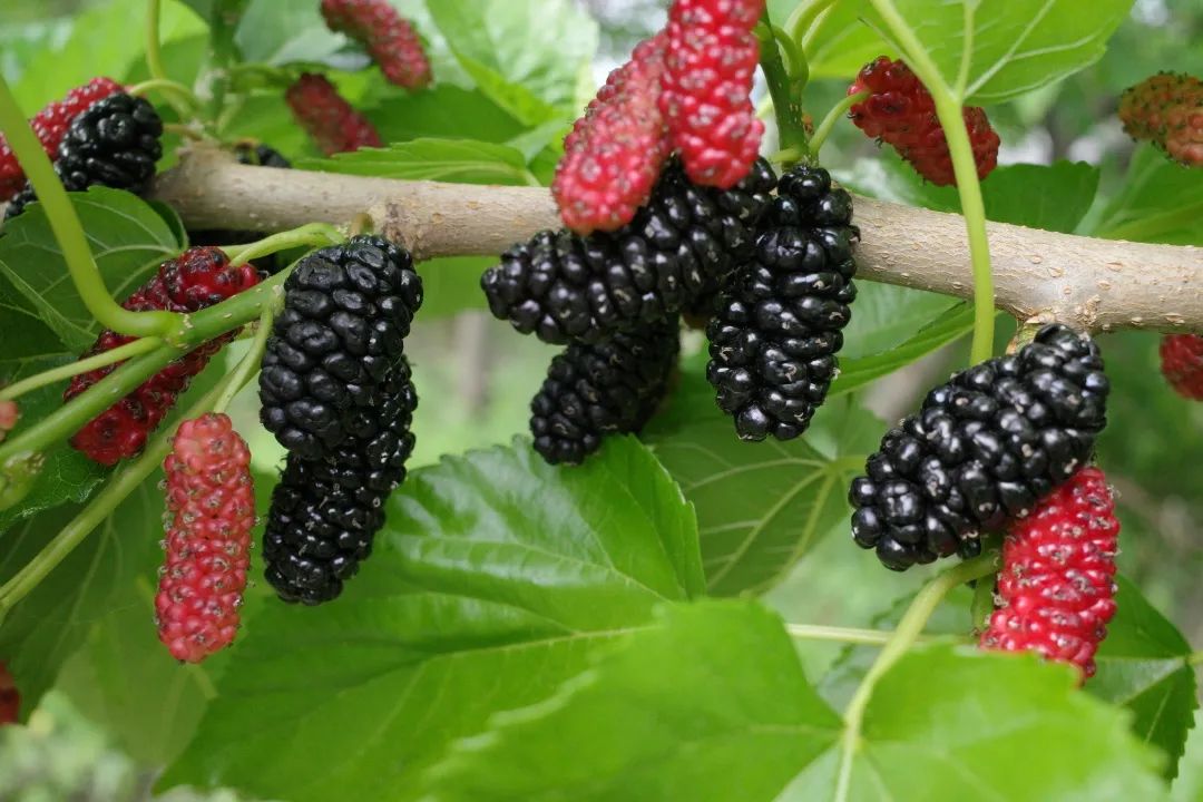 五一特辑椹是好吃五一德昌桑椹采摘走起