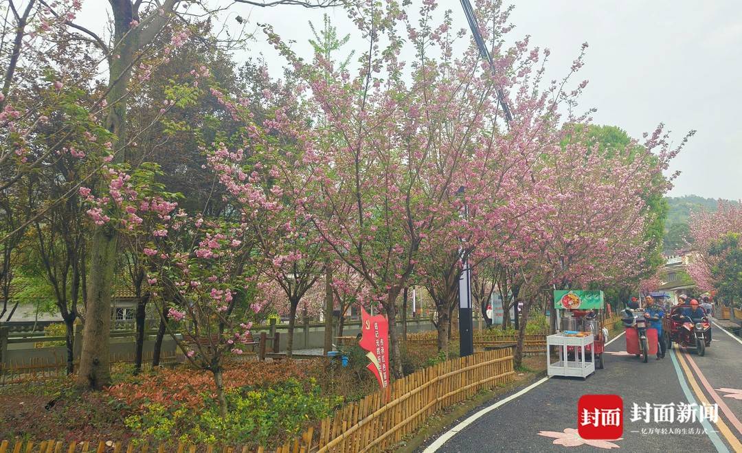 川西坝子春日赏花郊游好去处 四川盆地边缘藏着一个"樱花谷"|走花路