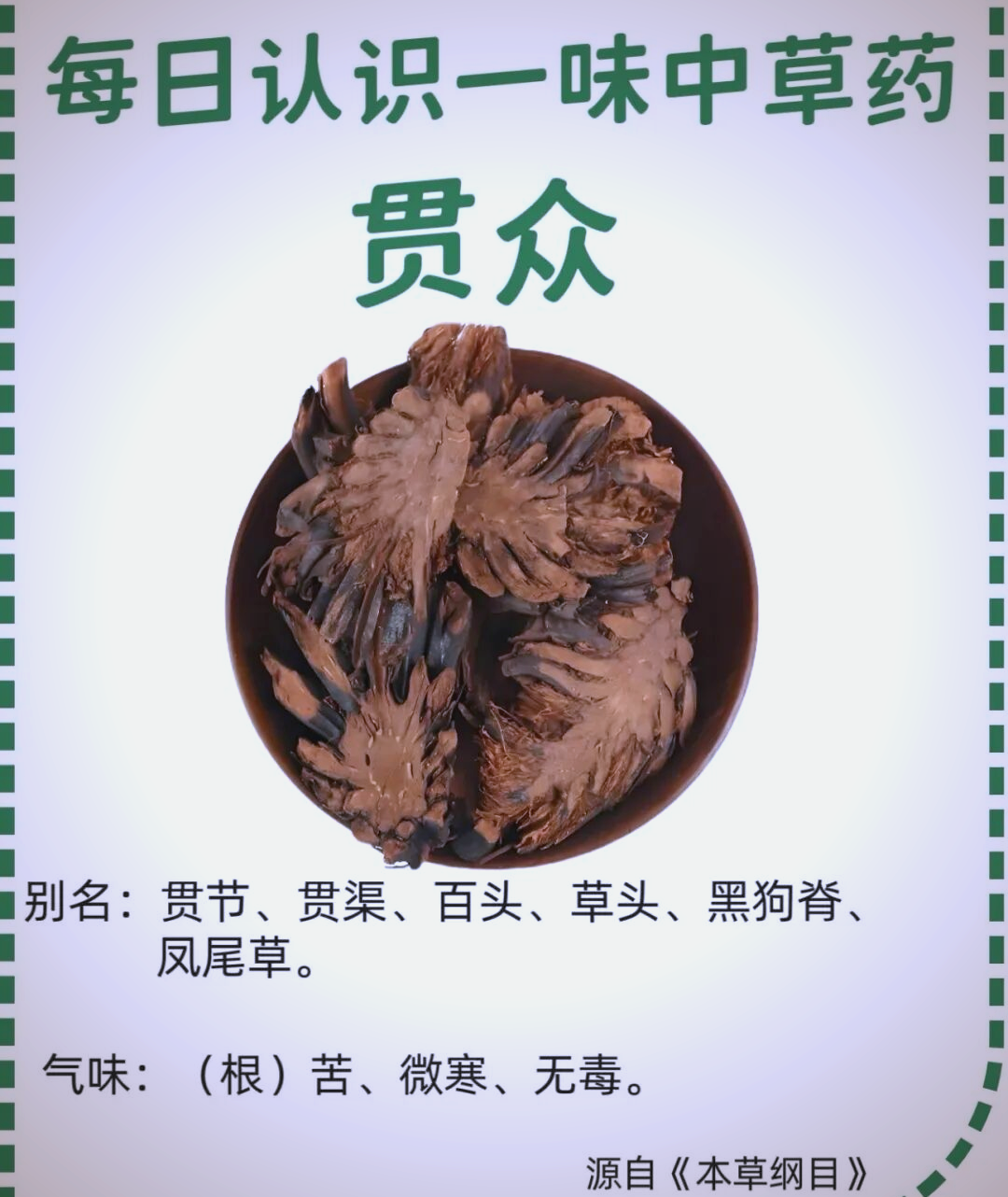 绵马贯众的传统功效与使用须知