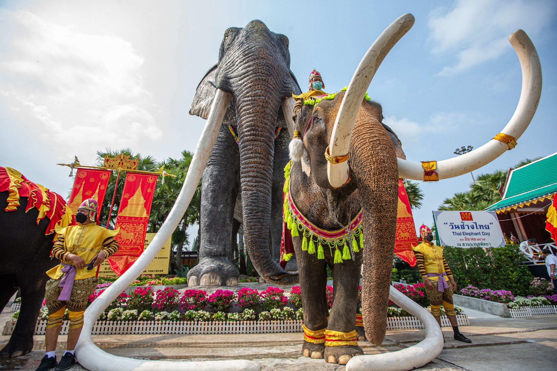 (国际)泰国大象日:大象享用自助餐
