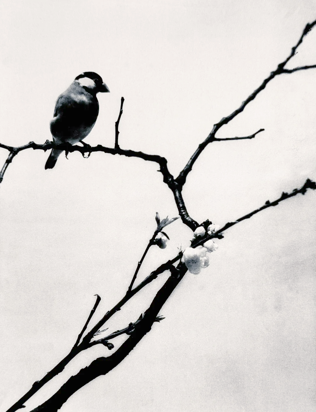 郎静山:亚洲摄影的璀璨明星与独特贡献