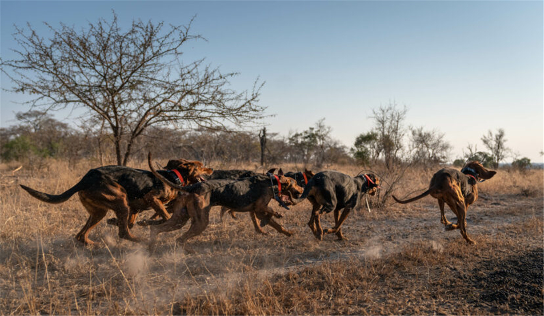 一群训练有素的野生动物保护犬,从偷猎者手中拯救了45头犀牛