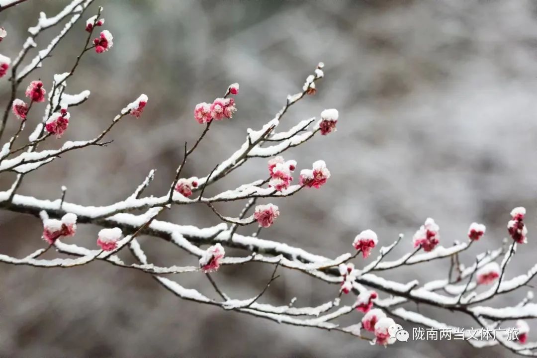 兩當落雪增春色,寒梅迎春滿枝頭!