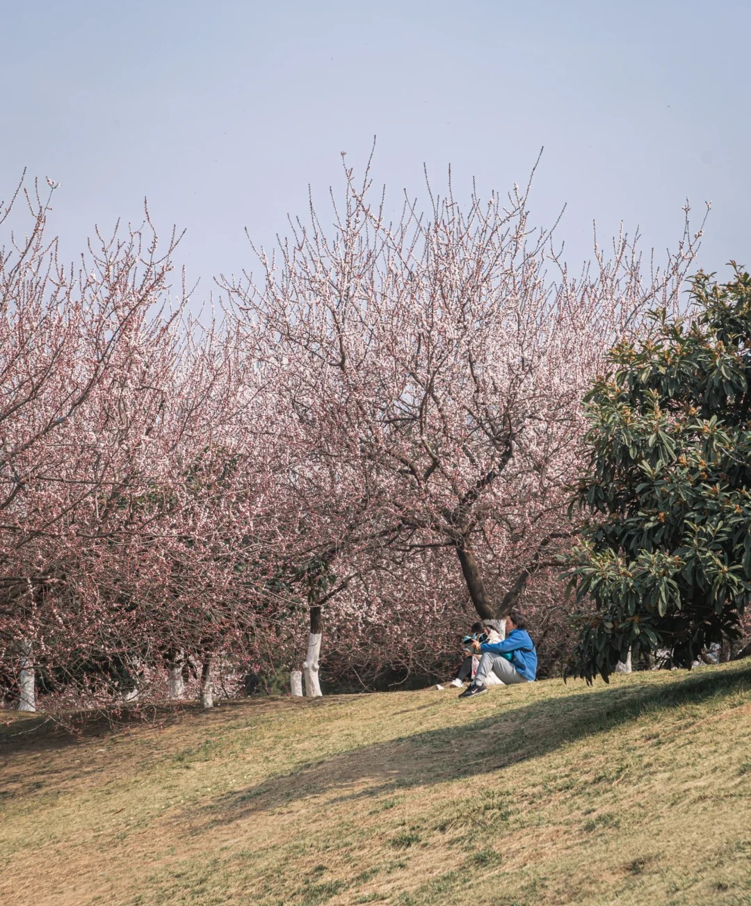 生活笔记花红柳绿般的如诗如画衬得园内的各色花朵各种树木做底那就来