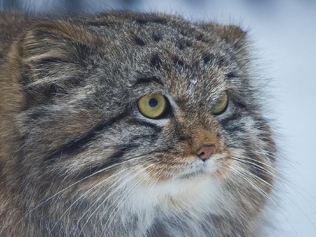 揭秘!欧洲野猫的神秘面纱