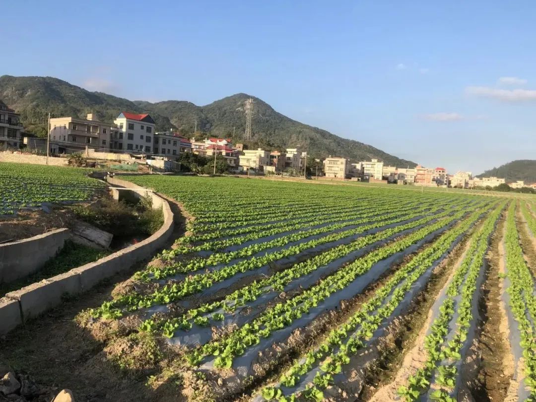 「争优争先争效·担当奋进」惠安县紫山镇:化零为整推动土地流转 农业