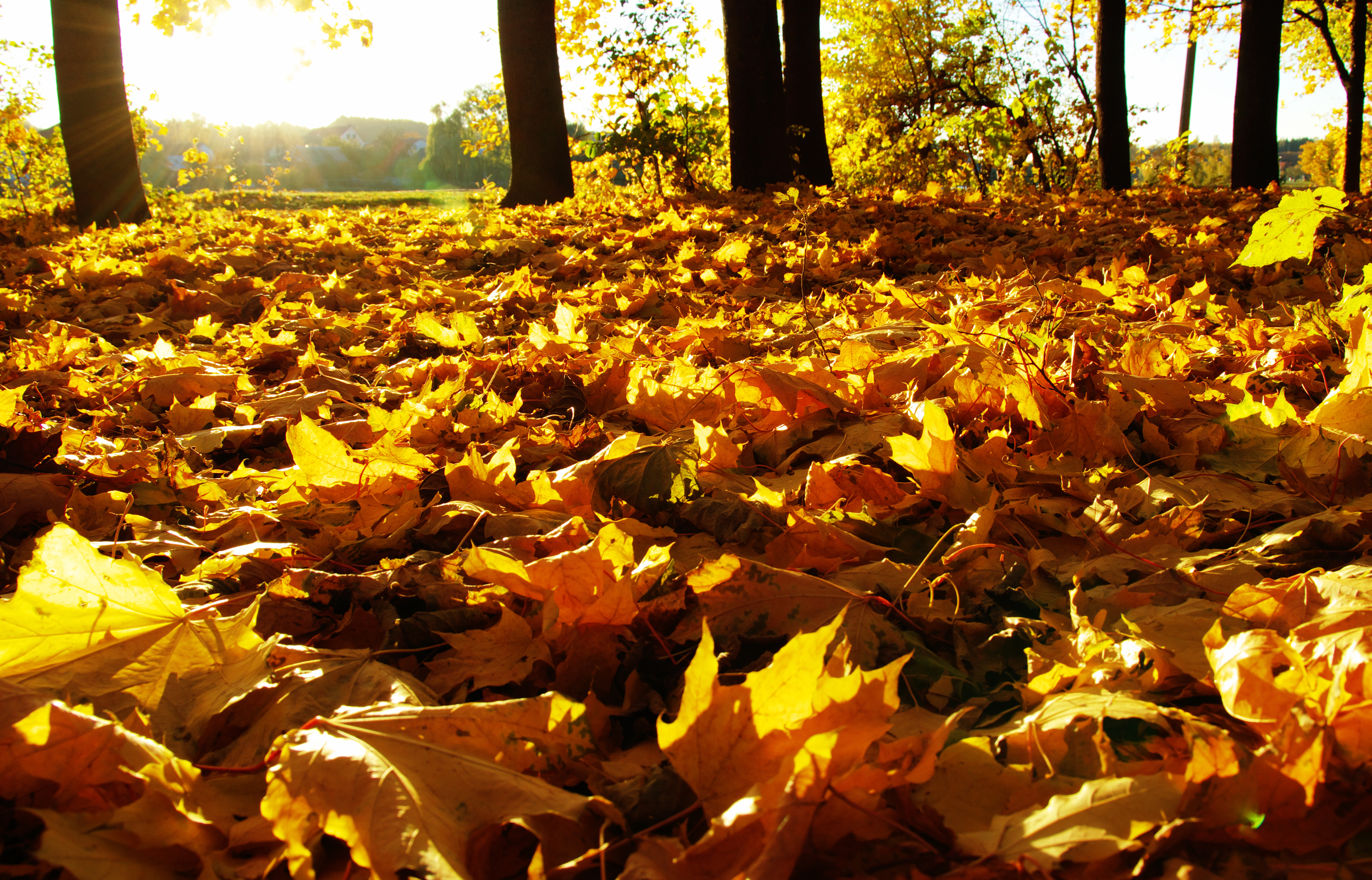 秋风落叶真实图片图片