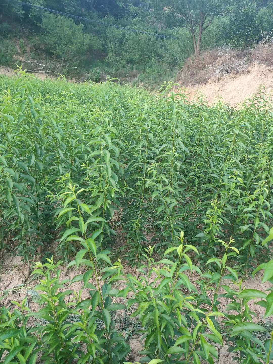 蜂糖李苗的特征特性