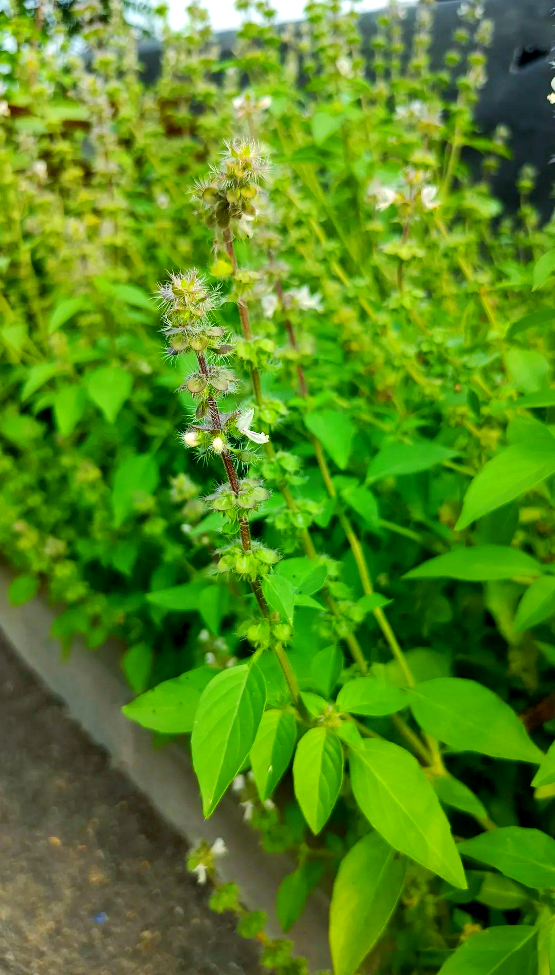 疏柔毛罗勒在深入研究罗勒时,我了解到这种植物存在两个变种