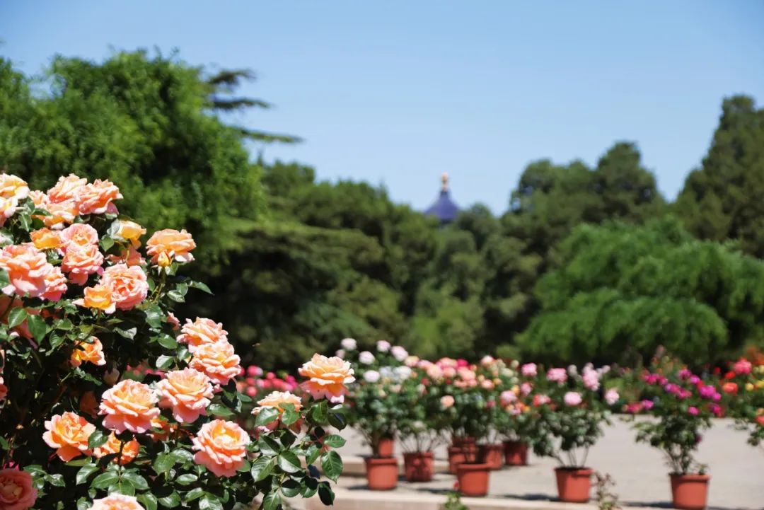 北京市属公园及中国园林博物馆初夏赏花攻略来了,多图直击