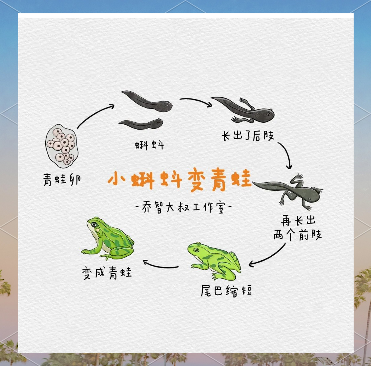 夏天到,探索青蛙的成长之旅