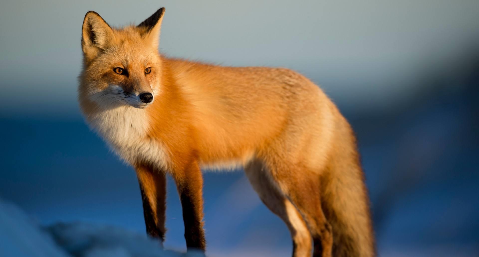 澳大利亚野兔泛滥,高达100多亿,体重近百斤,当地人为何头疼不已!