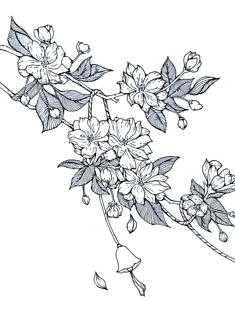 垂丝海棠:春日里的绚烂花朵