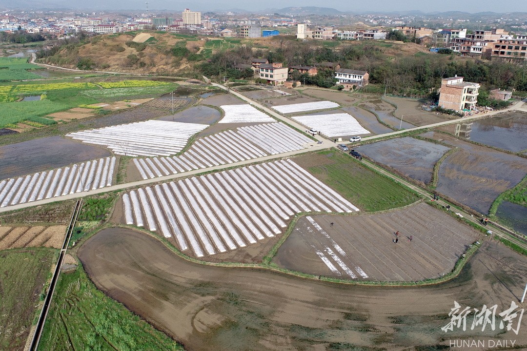 蒋家桥镇:农旅融合产业兴 荷香满庭醉游人