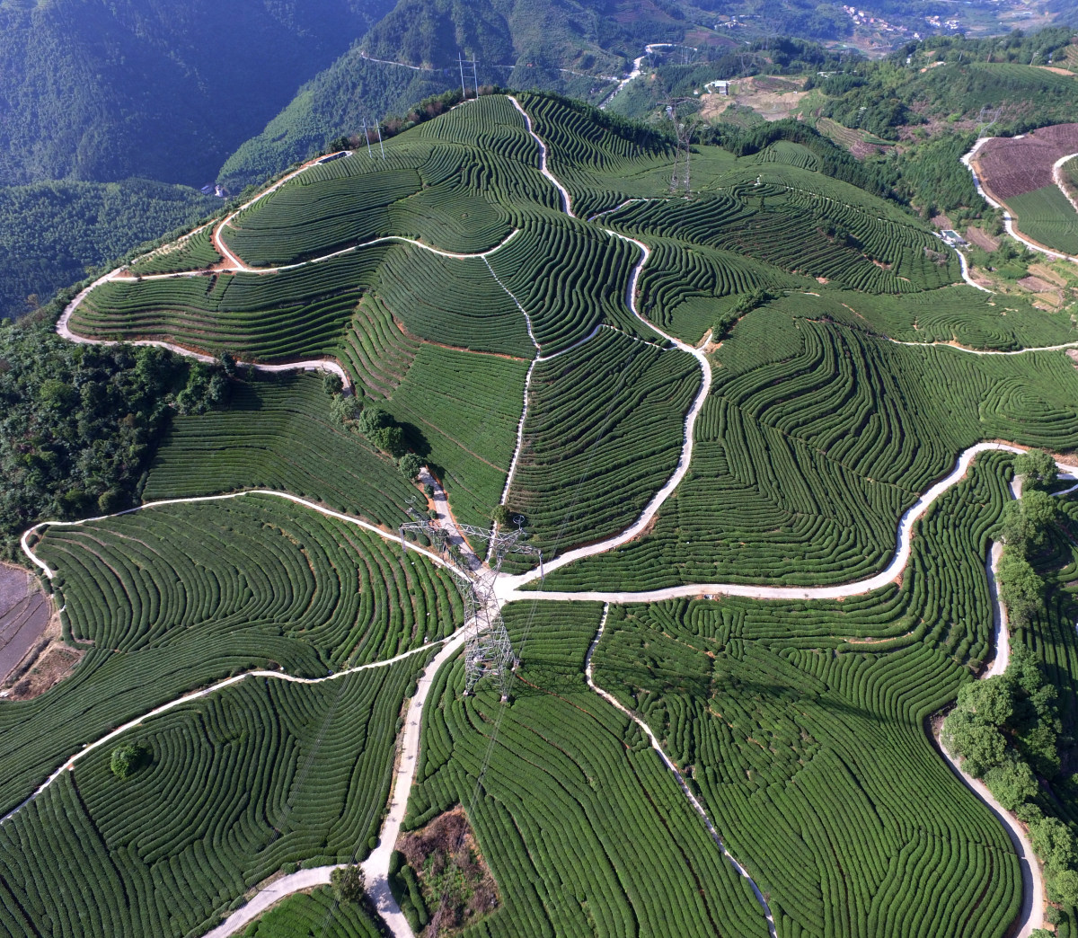 "老赵下午茶"名称的由来