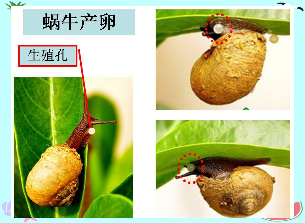 探索小动物世界