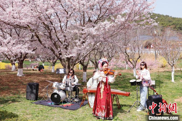 大连(旅顺)国际樱花节启幕 游客踏青赏樱领略盎然春意