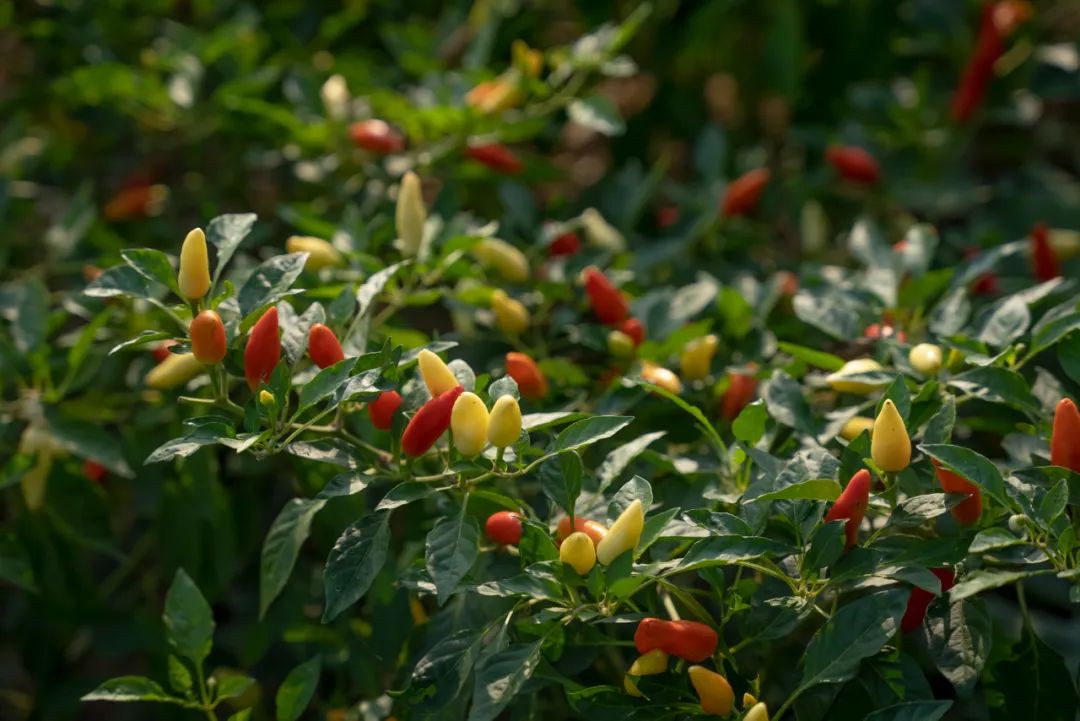 甘肃花椒广东肉桂云南涮涮辣中国的调味料有多香