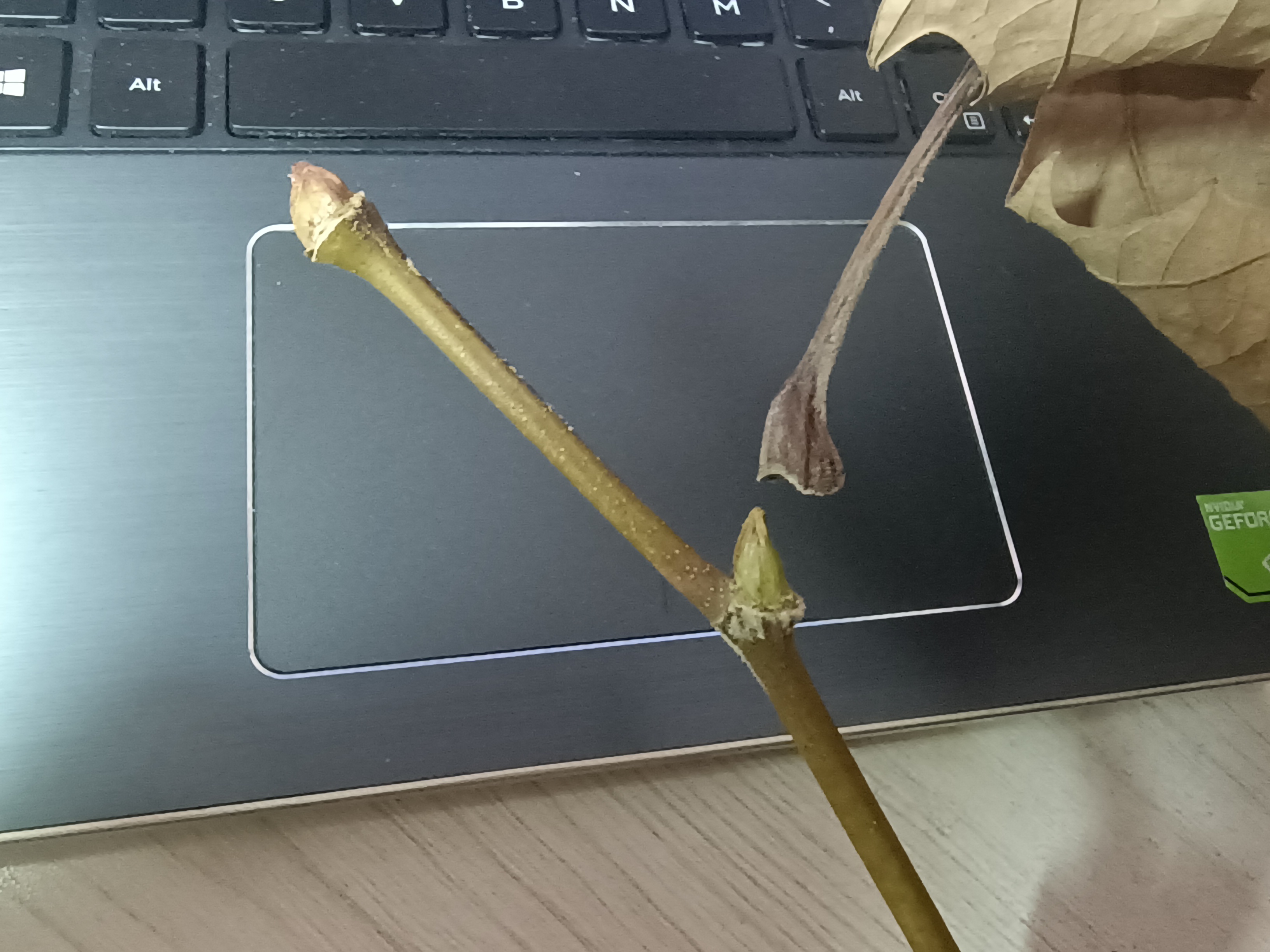 "柄下芽"是什么样的存在?植物的行为和人类的情感是相通的