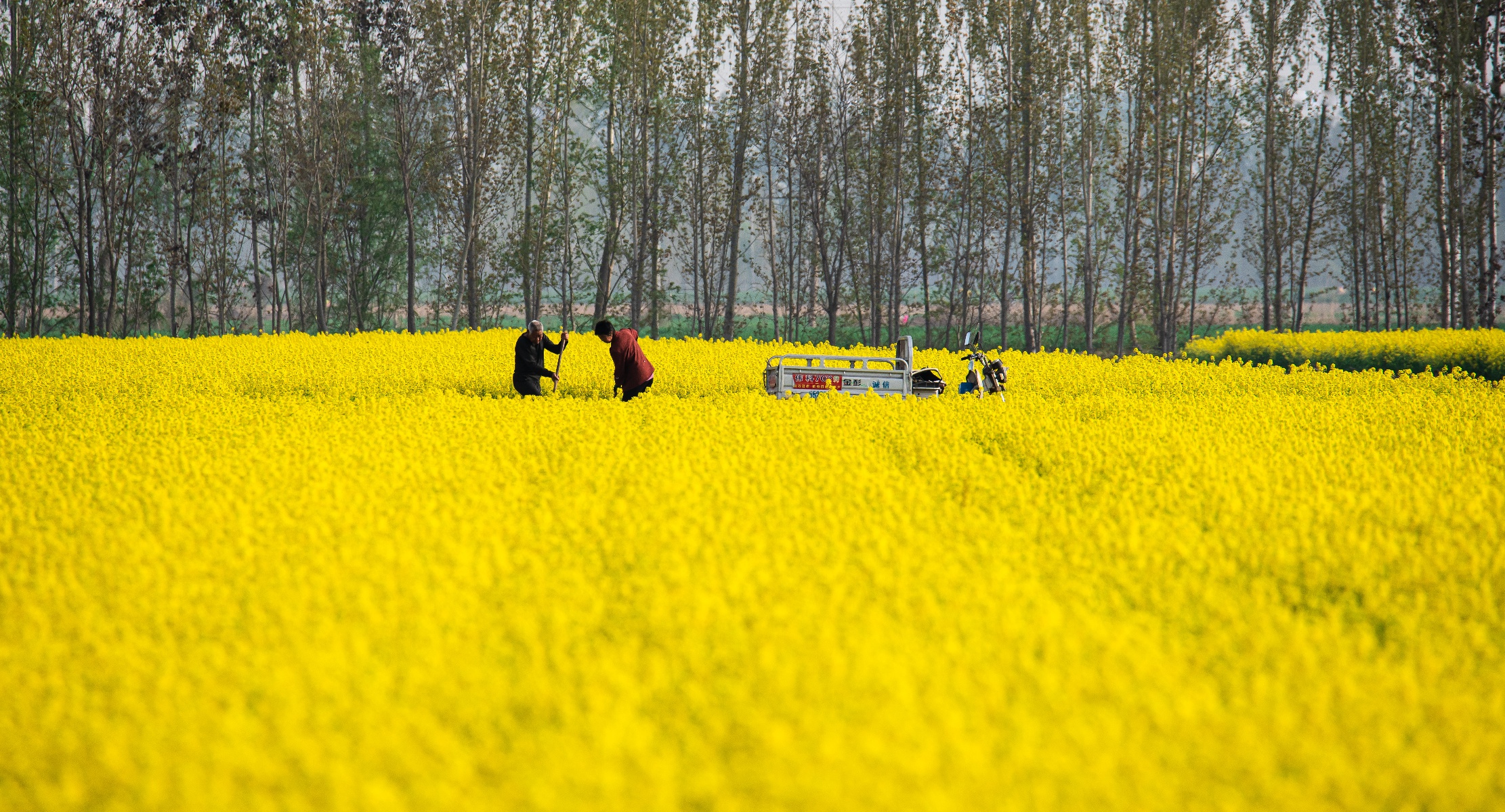 故城油菜花海地址图片