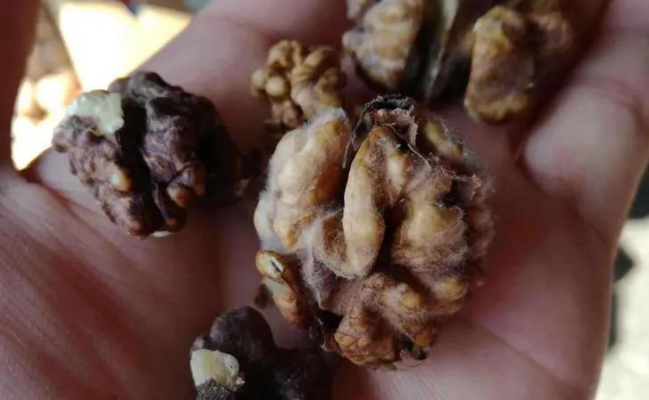 我爸在收拾遗物的时候,发现奶奶囤了很多过期发霉的核桃,大枣,坚果