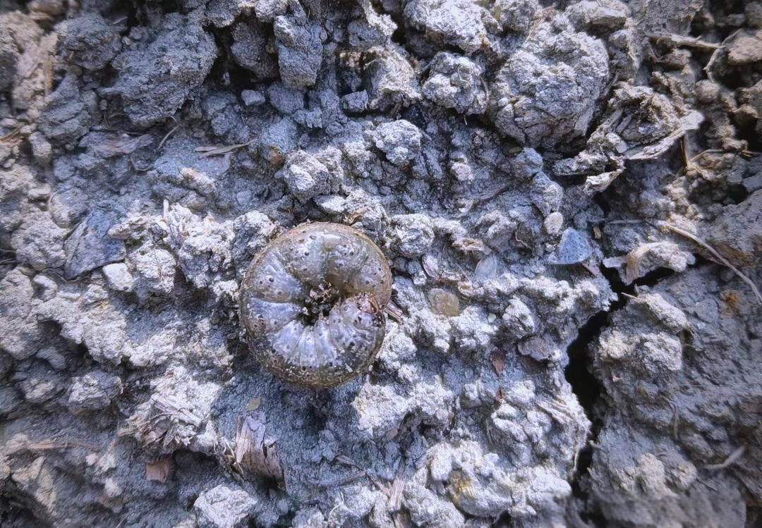 玉米苗期小地老虎的防治方法