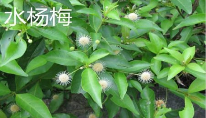 水杨梅冬天落叶吗
