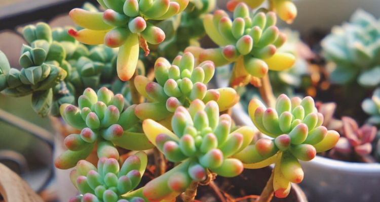 乙女心和虹之玉的区别