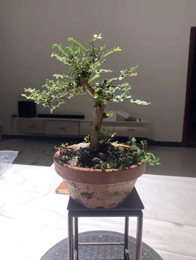 被盆景人忽视的冷门盆景植物水生蓝宝石-蕊帽忍冬