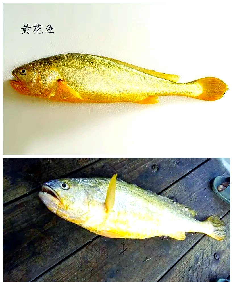 其体长大约在40至50厘米之间,同时拥有25至27枚椎骨;而小黄鱼则尾柄较
