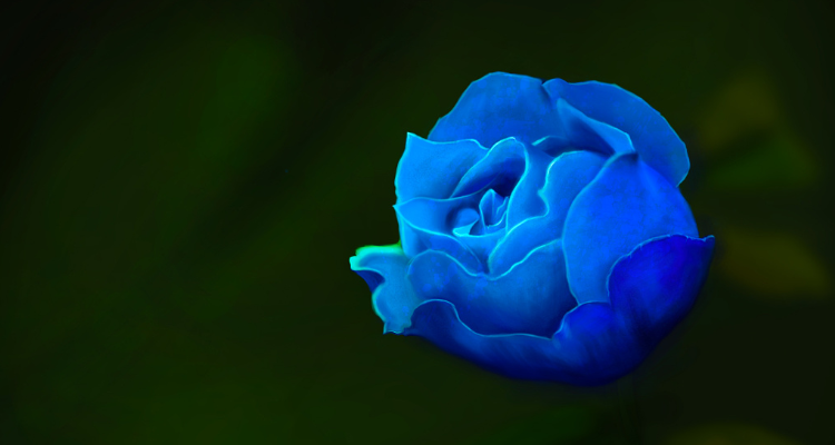 蓝色蔷薇花语是什么