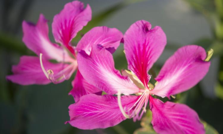 澳门国花紫荆花图片图片