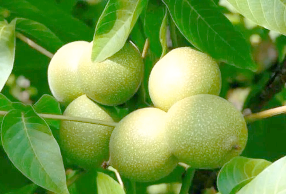 大姚核桃:历史与现代的美味与健康结合