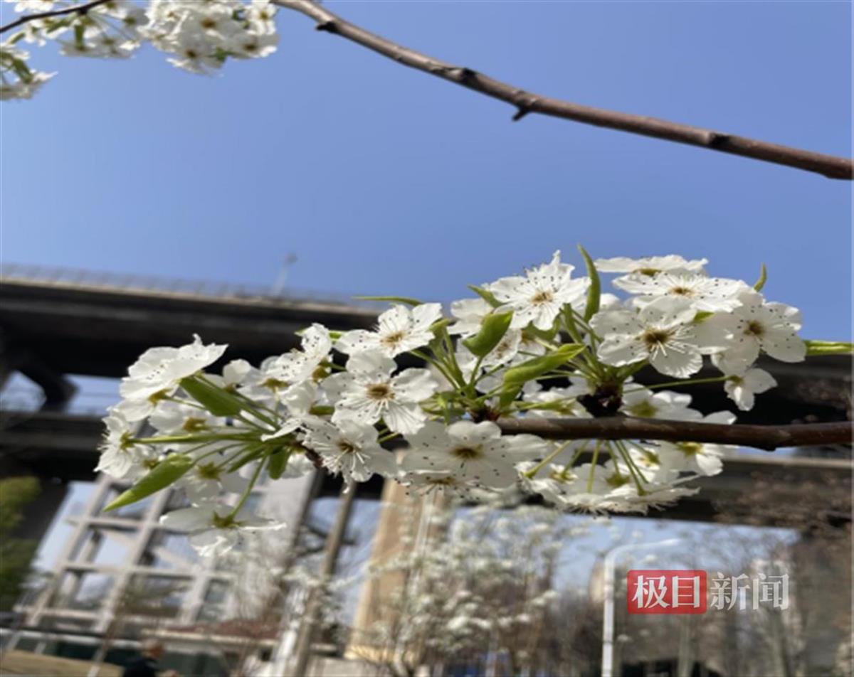 "限定款"春色!这个公园梨花竞相绽放醉游人
