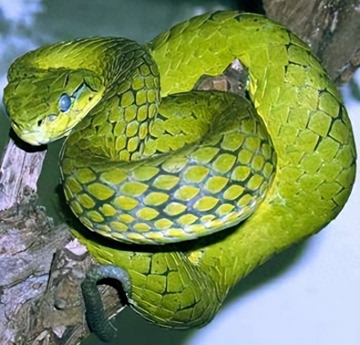 竹叶青蛇:丛林绿宝石的神秘