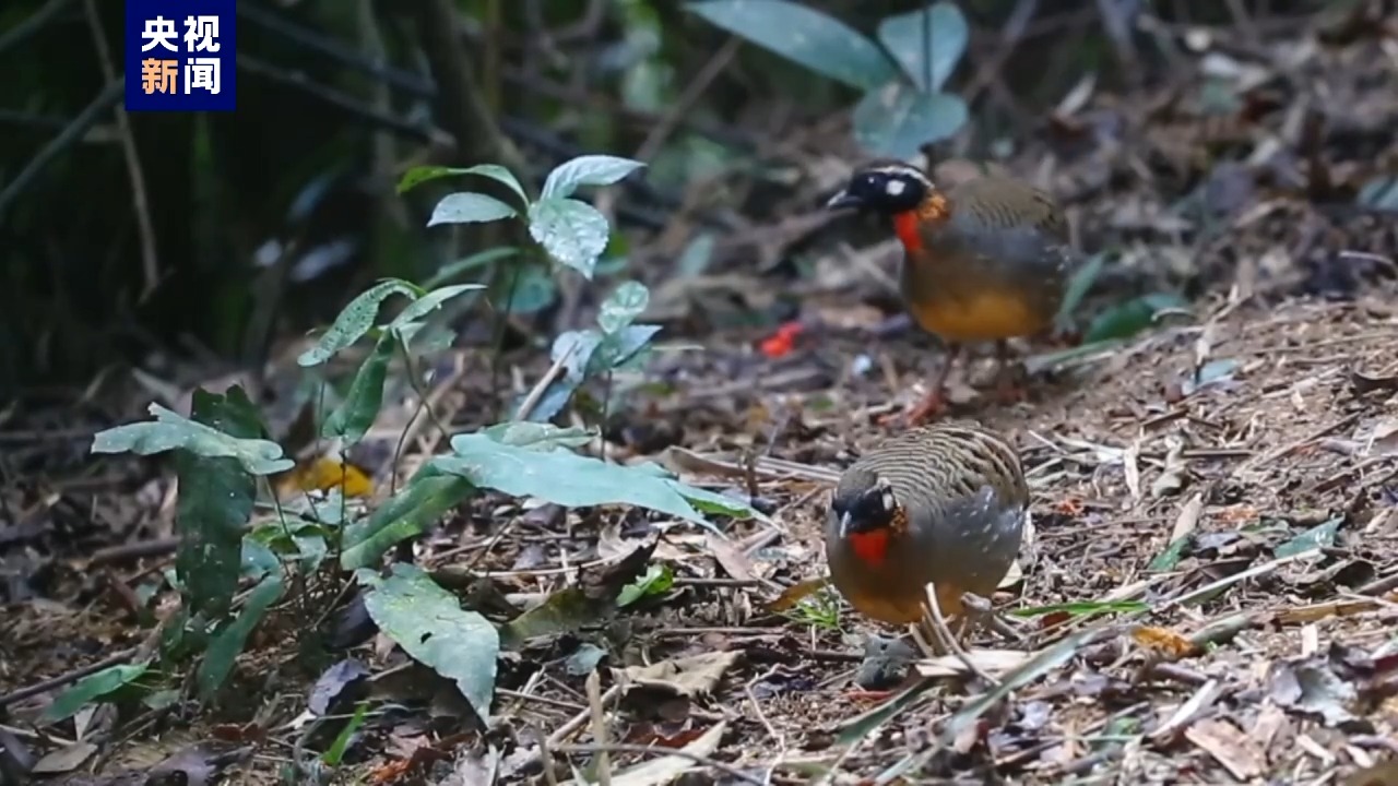 罕见!5只海南山鹧鸪"同框"觅食
